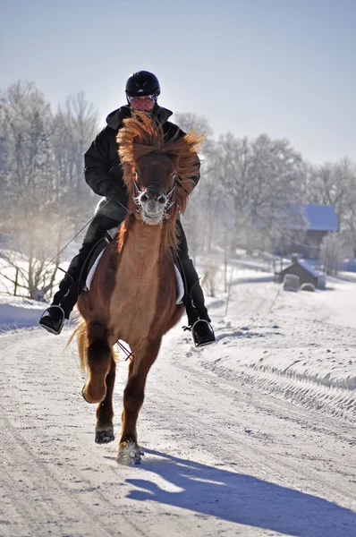 Islandzki wyścigów konnych w zimie — Zdjęcie stockowe