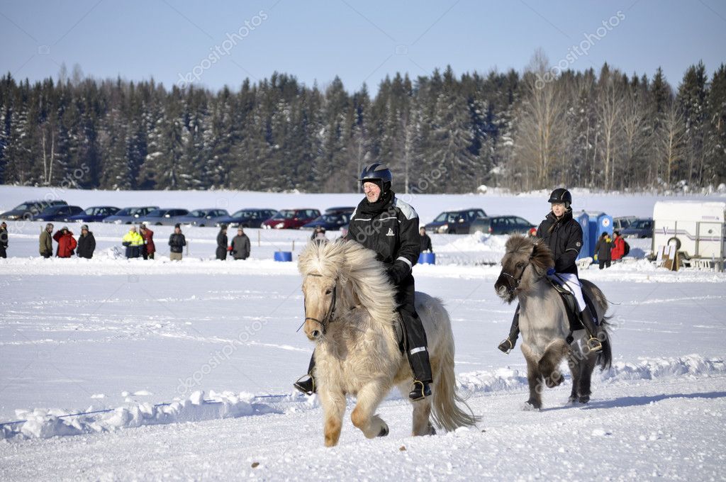 Icelandic horse race in winter Stock Editorial Photo © contas30 8136501