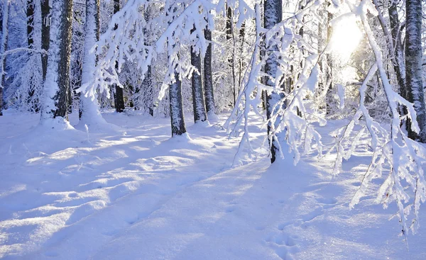 Зимового дерево — стокове фото