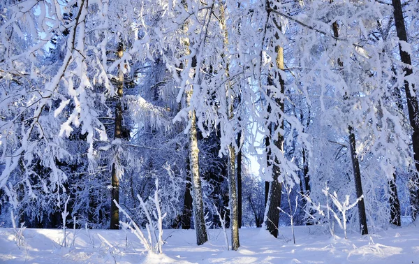 Árbol invernal — Foto de Stock