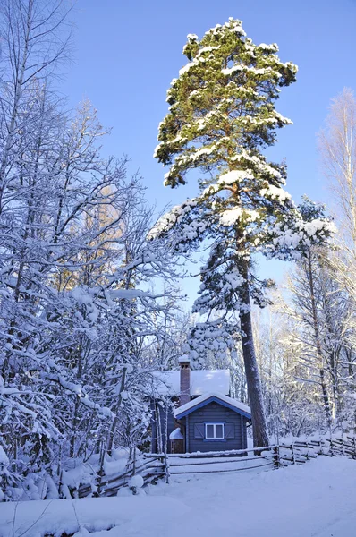 Χειμερινές δέντρο — Φωτογραφία Αρχείου