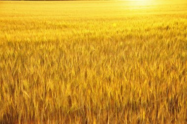 Gün batımında buğday tarlası