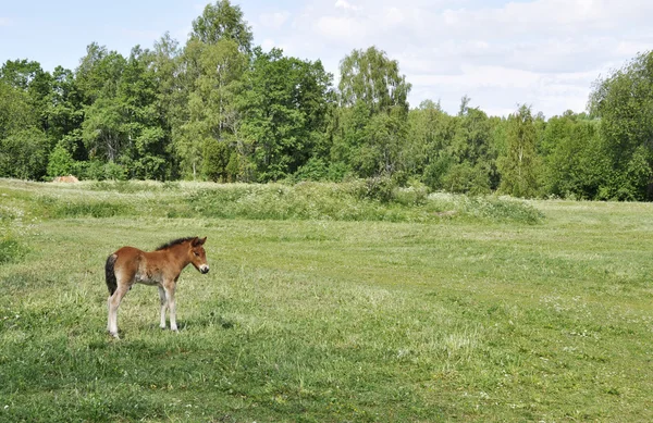 IJslandse paard — Stockfoto