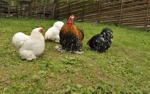 Kippen in tuin — Stockfoto