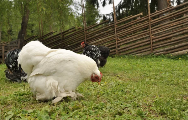 母鸡在花园 — 图库照片