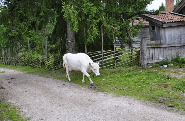 Fehér tehén — Stock Fotó