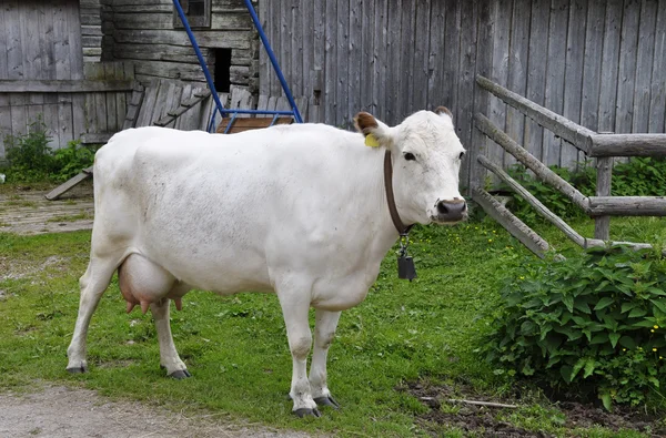 Vache blanche — Photo