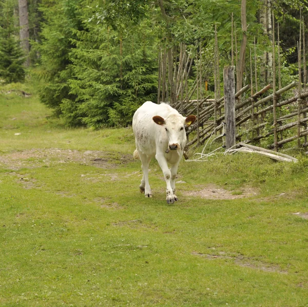 Λευκή αγελάδα — Φωτογραφία Αρχείου