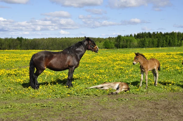 Häst i fältet — Stockfoto