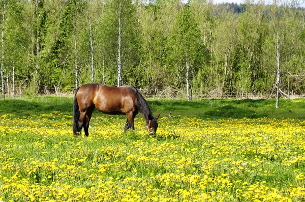 フィールドの馬 — ストック写真