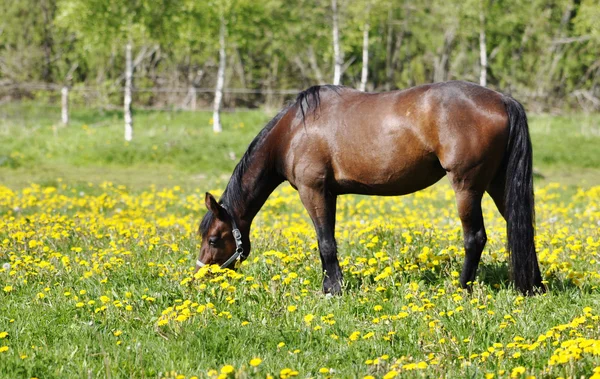 Horse in field — Stock Photo, Image
