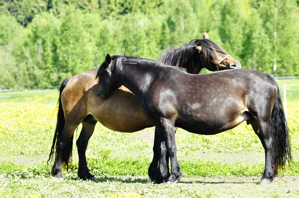 Pferd im Feld — Stockfoto