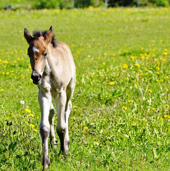 Cavallo in campo — Foto Stock
