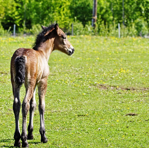Cavallo in campo — Foto Stock