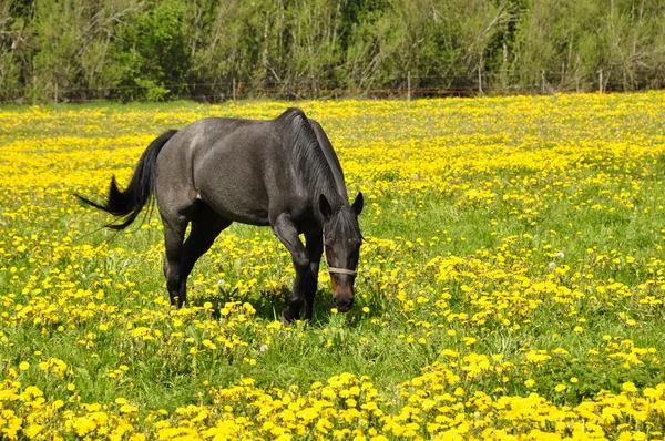 Koń w dziedzinie — Zdjęcie stockowe