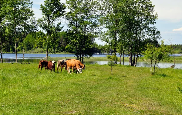 A mező tehén — Stock Fotó