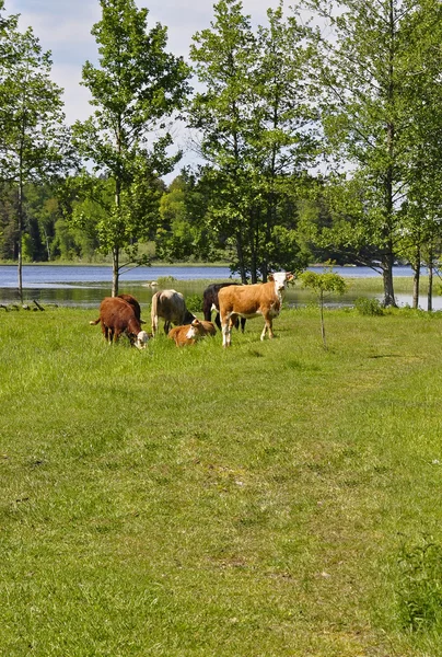 Αγελάδα στον τομέα — Φωτογραφία Αρχείου