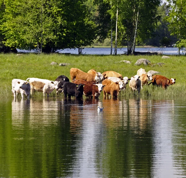 A mező tehén — Stock Fotó