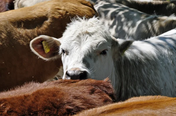 Egy tehén portréja — Stock Fotó