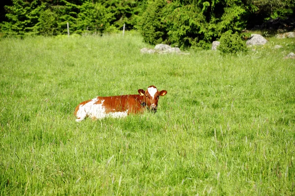 Αγελάδα σε αγρό — Φωτογραφία Αρχείου