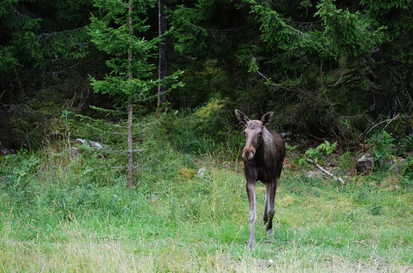 İsveçli bir geyik — Stok fotoğraf