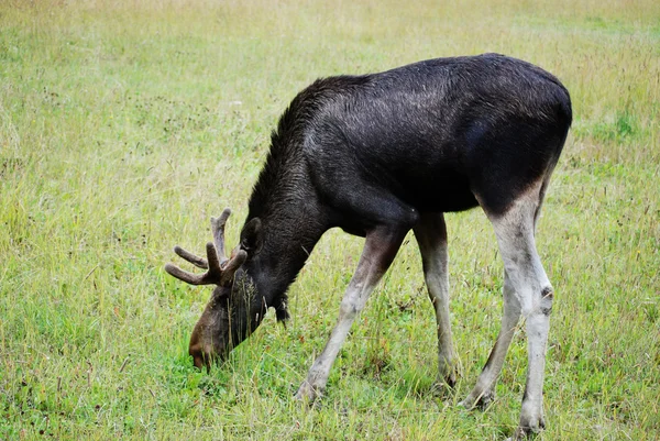 A Swedish moose — Stock Photo, Image