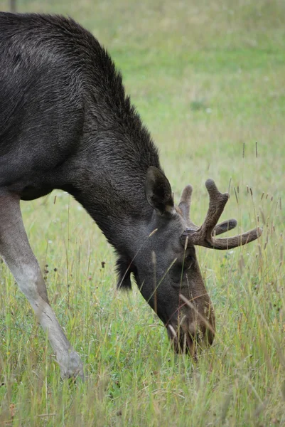 İsveçli bir geyik — Stok fotoğraf