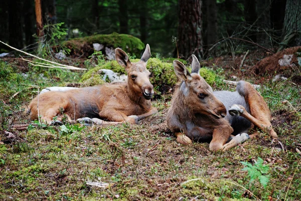 A Swedish calf moose — Stock Photo, Image