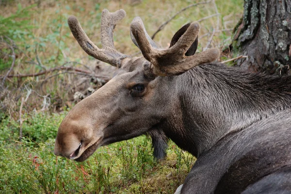 A Swedish moose — Stock Photo, Image