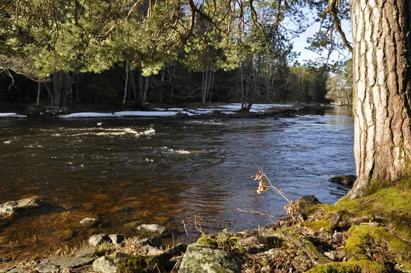 Szwedzki okolicy łososia na wiosnę — Zdjęcie stockowe