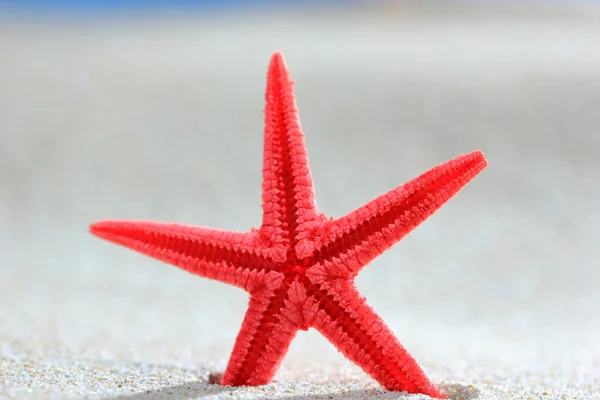 Червона зірка в піску — стокове фото
