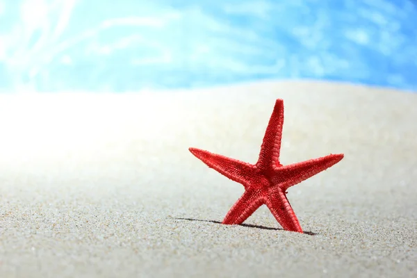 Červené hvězdice v písku — Stock fotografie