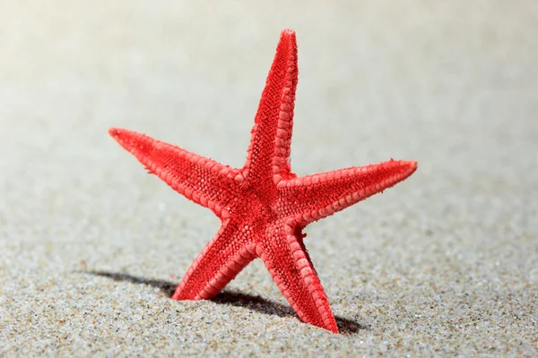 Kum kırmızı deniz yıldızı — Stok fotoğraf