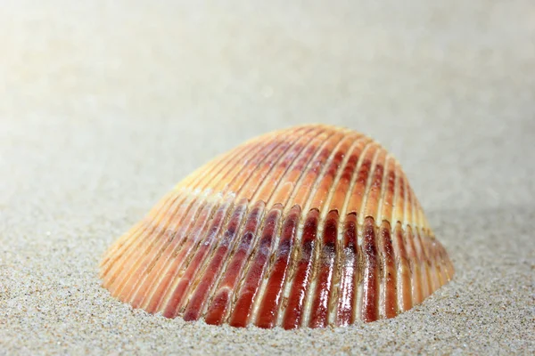 Seashell på sandstrand - Stock-foto