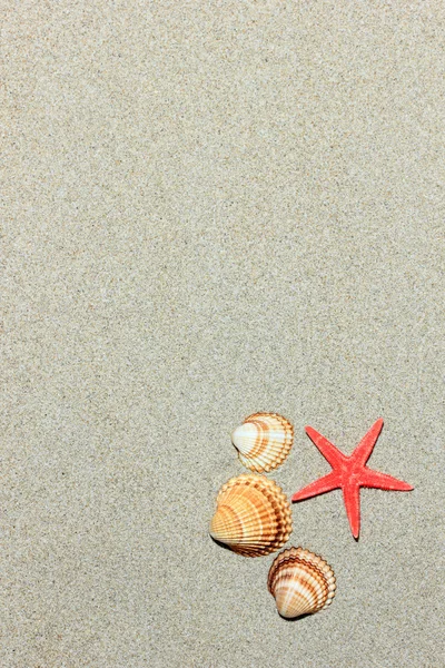 Mušle na písečné pláži — Stock fotografie
