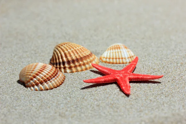 stock image Seashells on sandy beach