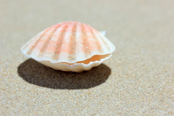 Kagyló homokos strandon — Stock Fotó