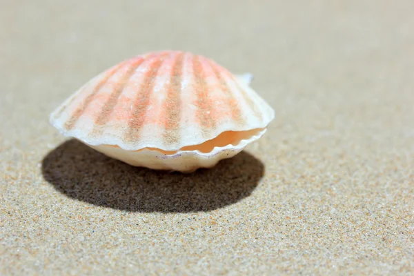 stock image Seashell on sandy beach