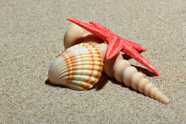 A homokos strand tengeri kagylókból — Stock Fotó
