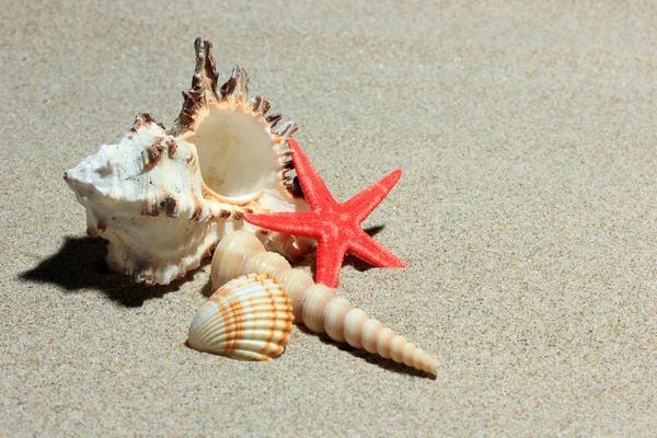 砂浜のビーチで貝殻 — ストック写真