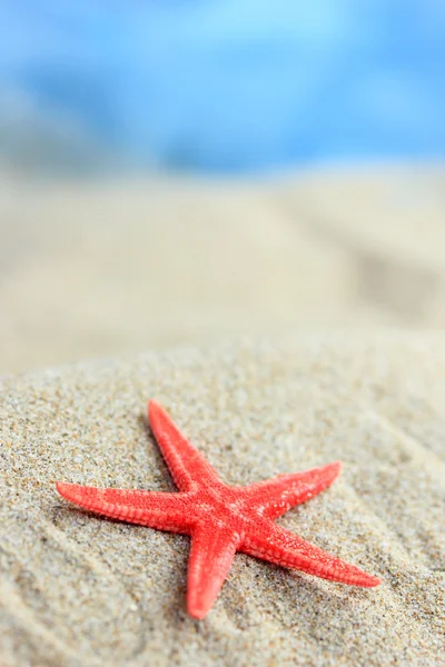 Estrela-do-mar na areia — Fotografia de Stock