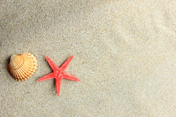 Coquillages sur la plage de sable fin — Photo