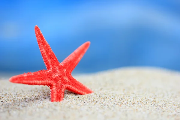 Red starfish in the sand