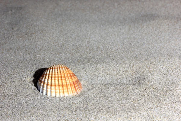 Seashell en la playa de arena —  Fotos de Stock