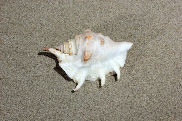 Concha na praia arenosa — Fotografia de Stock