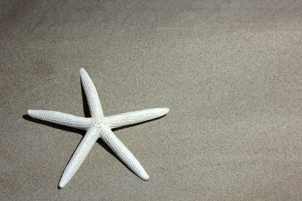 Branco estrela do mar na praia — Fotografia de Stock