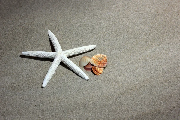 Біла зірка на пляжі — стокове фото