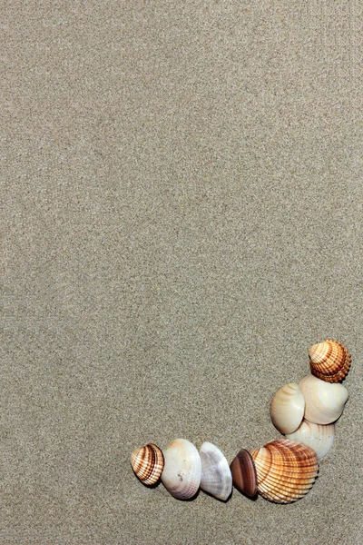 Conchas do mar — Fotografia de Stock