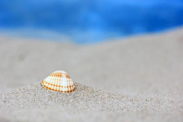 Seashell en la playa de arena — Foto de Stock