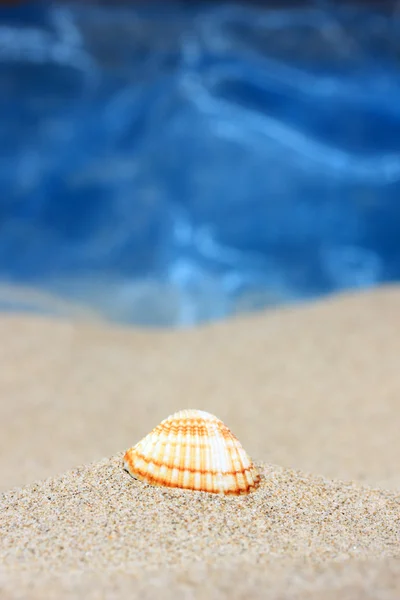 Морська черепашка на піщаному пляжі — стокове фото